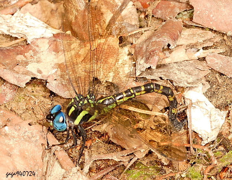 y˸ Polycanthagyna melanictera 