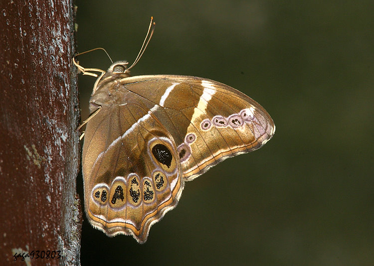 ɱa Lethe europa pavida