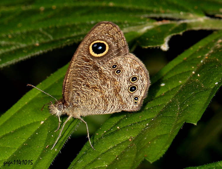 piDؽ Ypthima baldus zodina