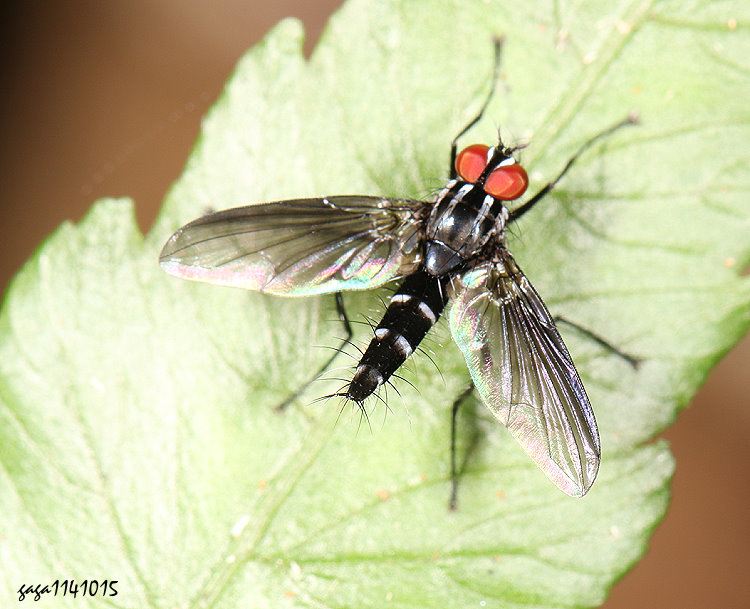 華麗鷂寄蠅屬 Eophyllophila sp.