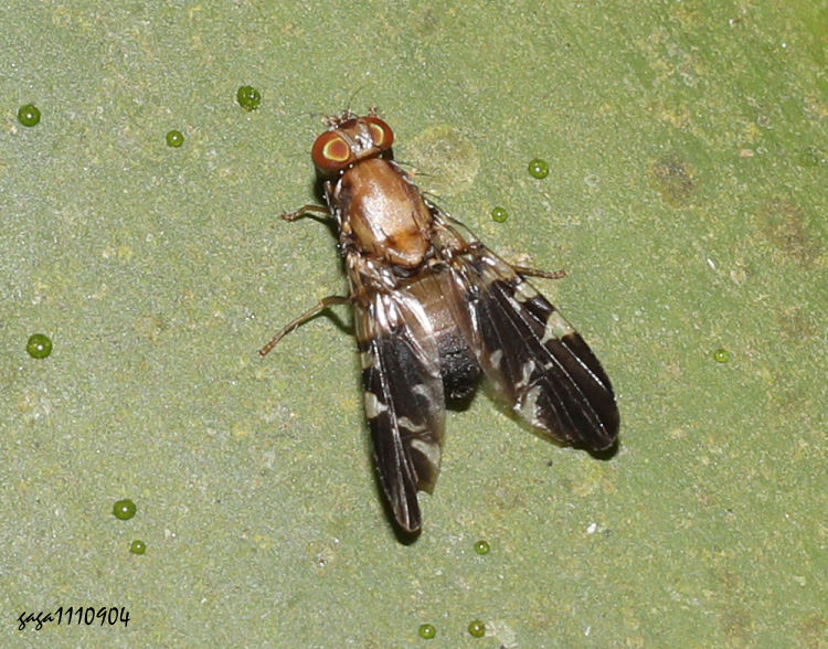 u¯͹ Ptilona confinis 