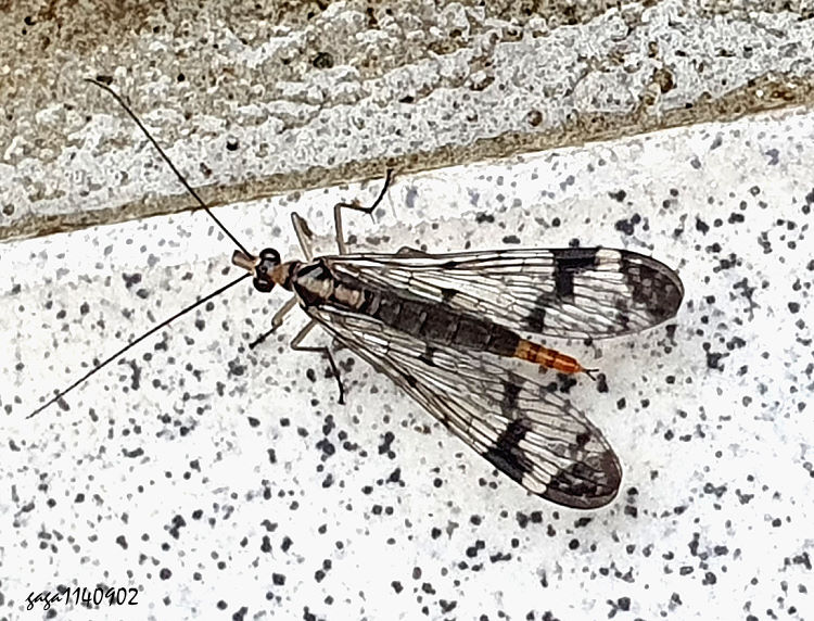 坂ȳM Panorpa akasakai