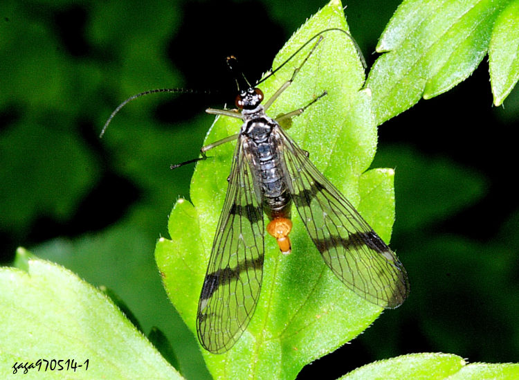 雙紋蠍蛉 Panorpa bistriata