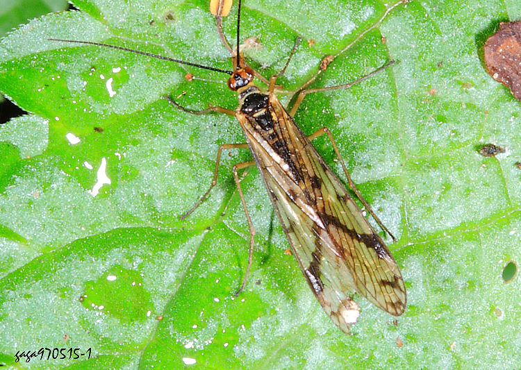 oȳM Panorpa peterseana