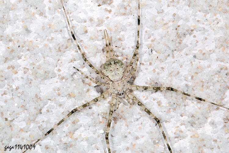 sЯ] Hersilia montana 