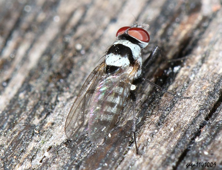 O Anthomyia plumiseta