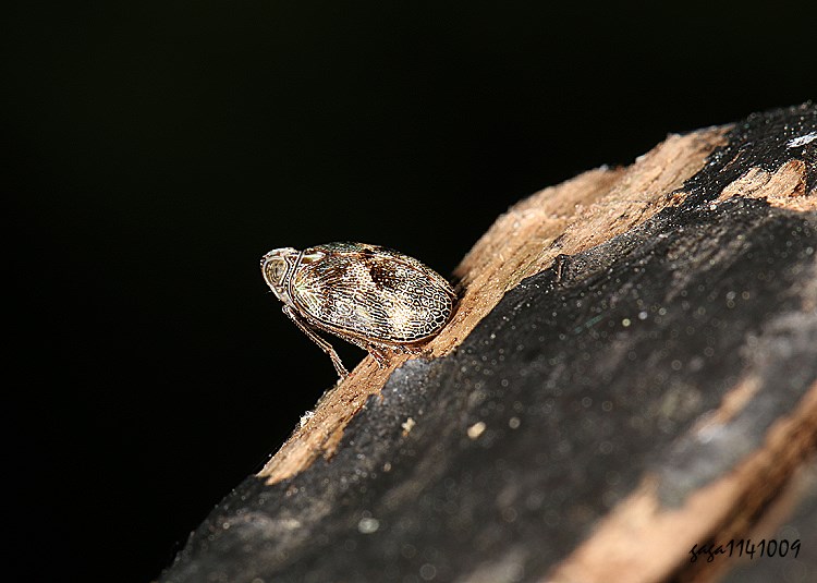 Bꭸ Gergithoides  sp. 