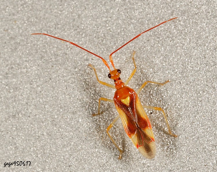 ֤ZҪ Mansoniella shihfanae