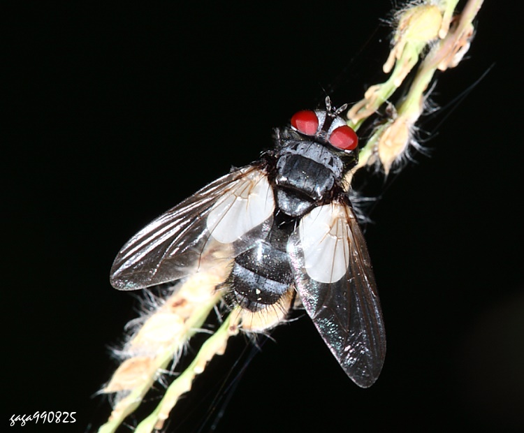 uhH Calyptromyia barbata