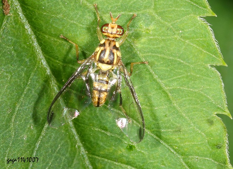 p Zeugodacus sp.