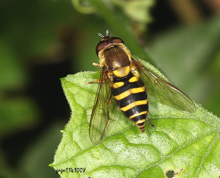 ͰH Syrphus vitripennis