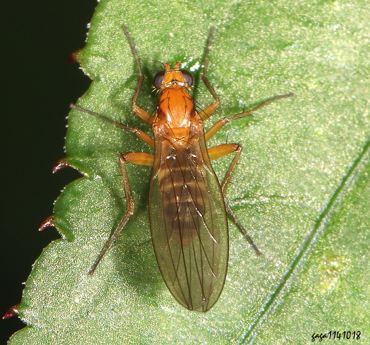 Lonchoptera sp.