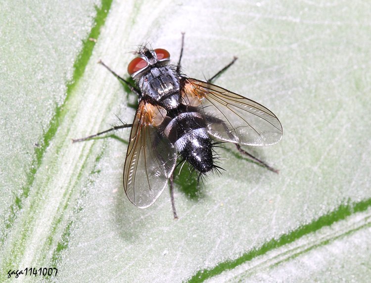 柔寄蠅屬 Thelaira sp.