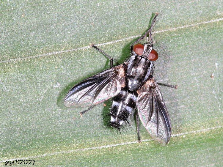 柔寄蠅屬 Thelaira sp.