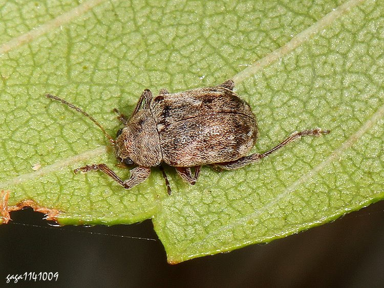 v Demotina serriventris