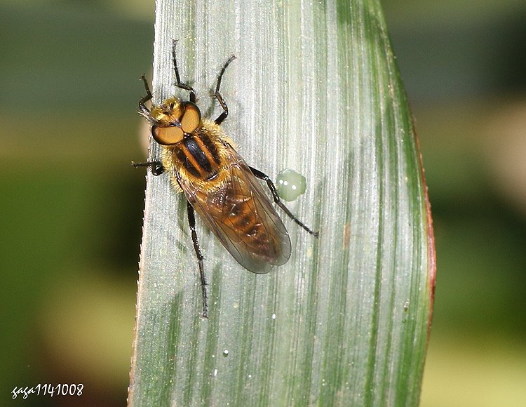 劍虻科 Therevidae