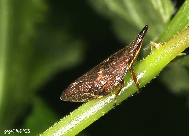象沫蟬屬 Philagra sp.