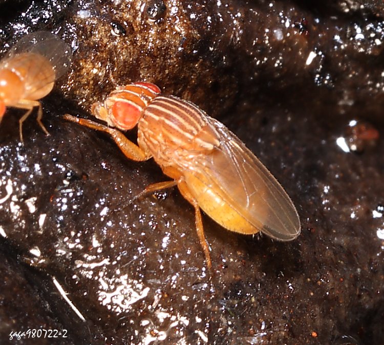 G Drosophila  sp. 