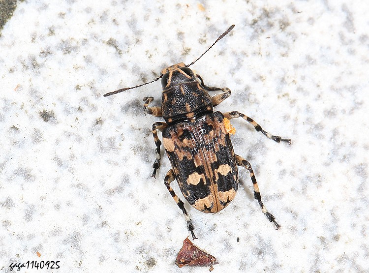 長角象鼻蟲 Acorynus anchis