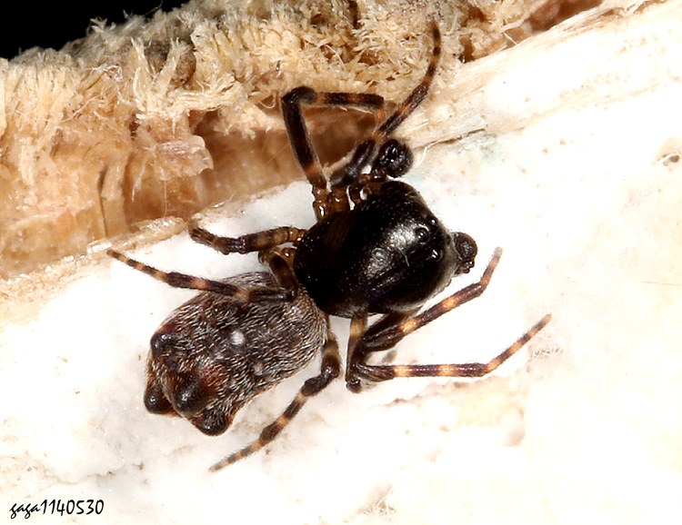 壯頭蛛屬 Chorizopes sp.