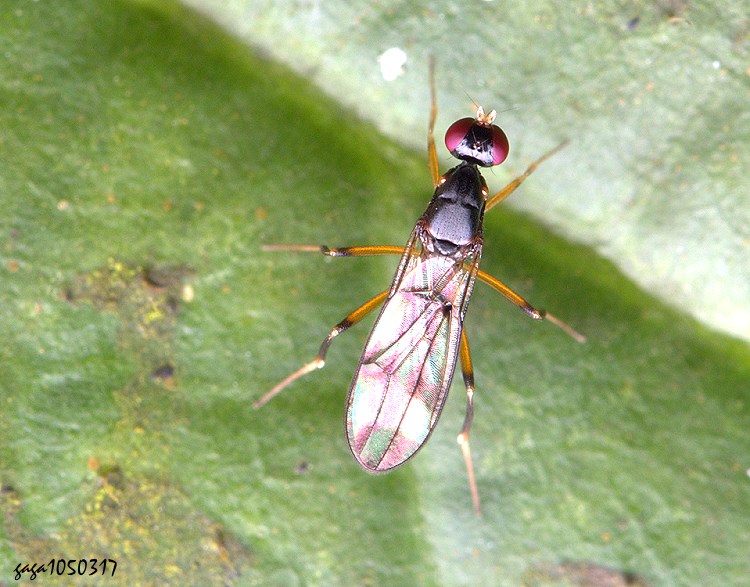 長髮大眼蠅 Strongylophthalmyia crinita