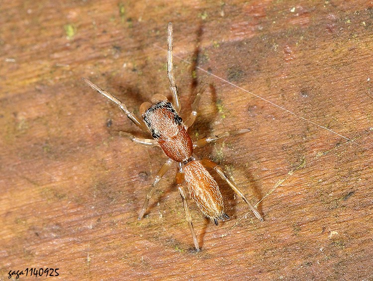  Toxeus sp.