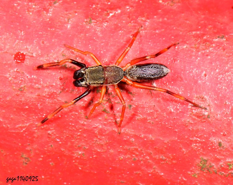 eݦ Toxeus sp.