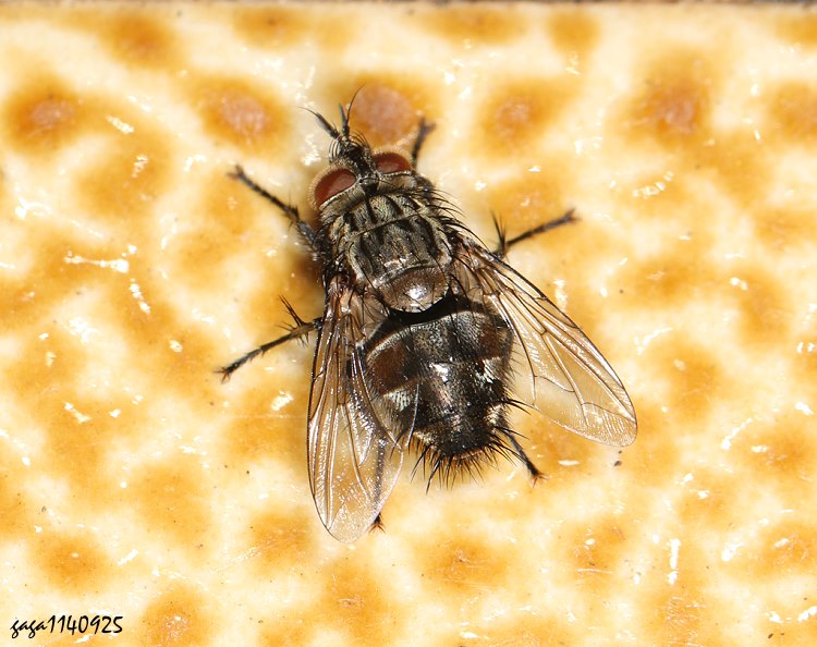 H Carcelia  sp.