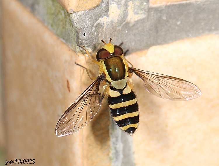 H Syrphus  sp. 