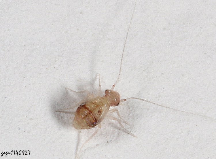 Psocathropos lachlani