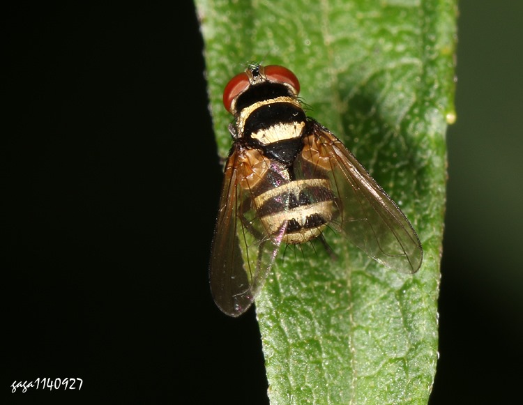 H Strongygaster sp.