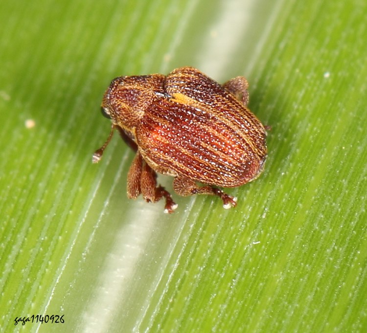 H Coelioderes sp.