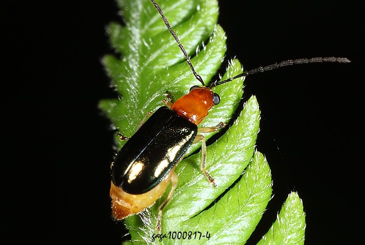 Fvu Dercetina azumai