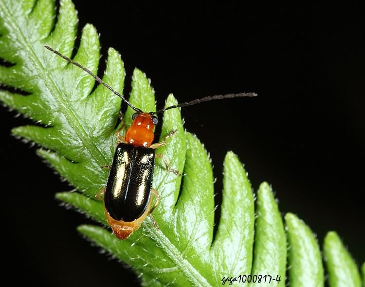 Fvu Dercetina azumai
