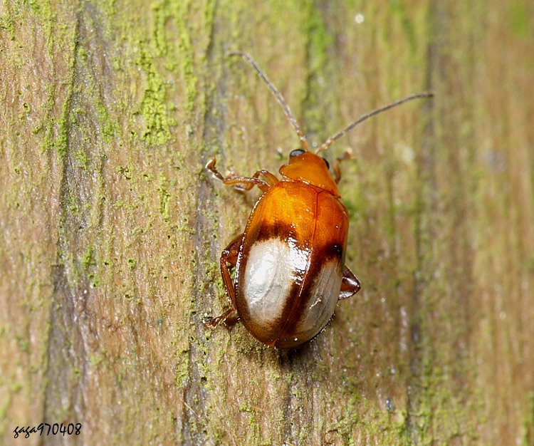 Zз}D Hemipyxis takedai 