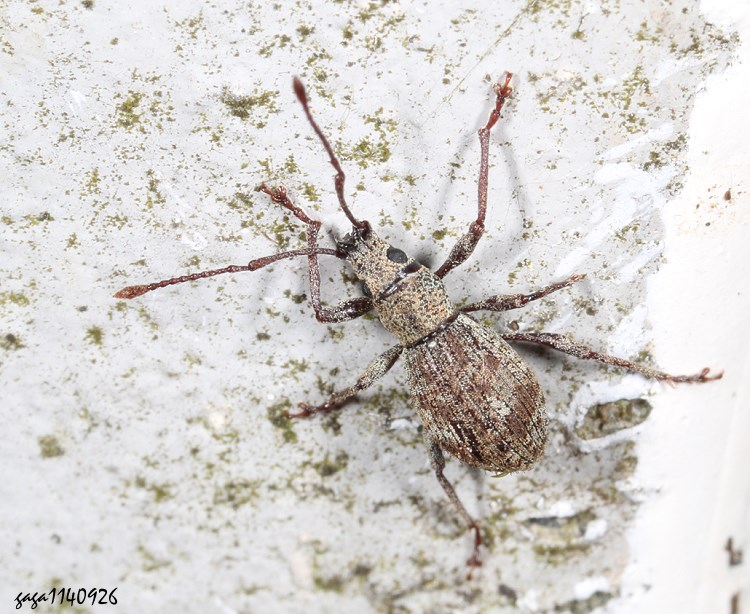 ʳHȬ Entiminae