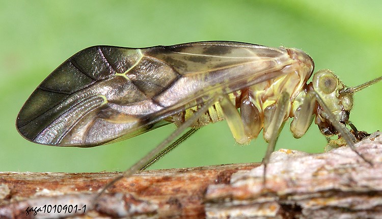 N Metylophorus nebulosus 