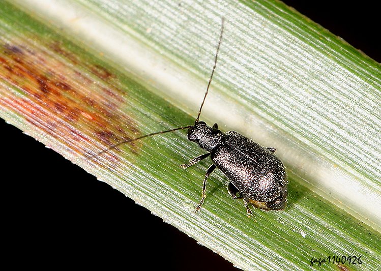 iD Hespera sp.