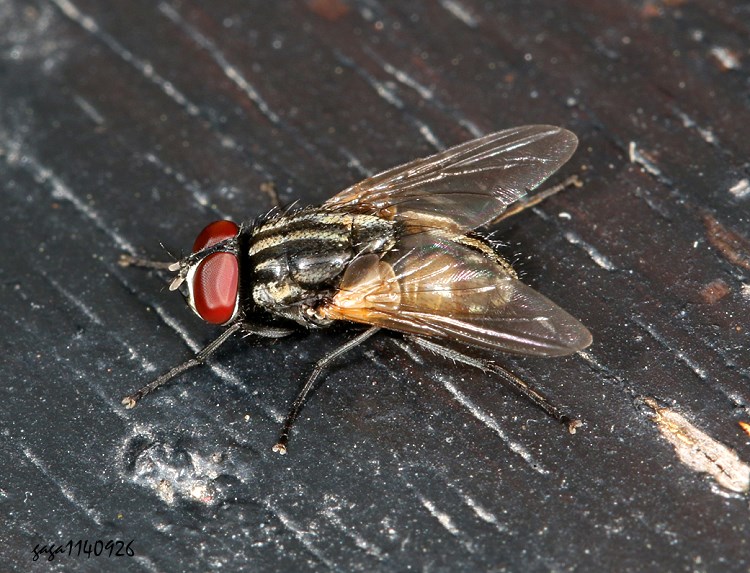 a Musca sp.