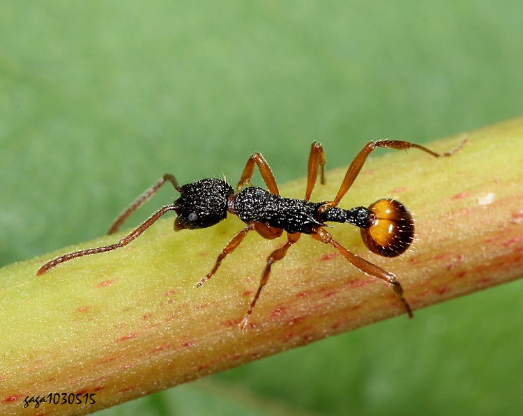 ܮa Myrmica formosae