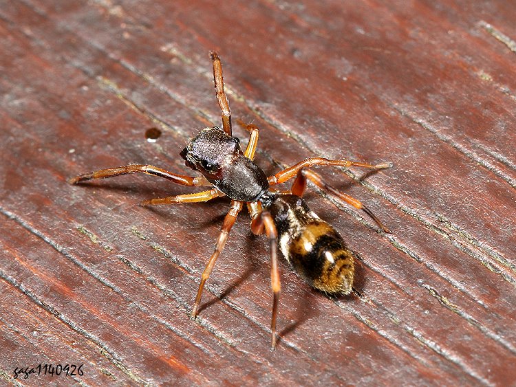  Toxeus sp.