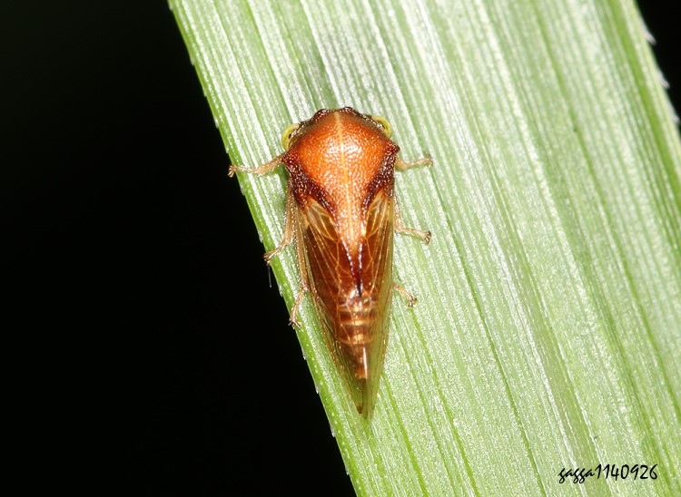 ꨤ  Gargara sp.   