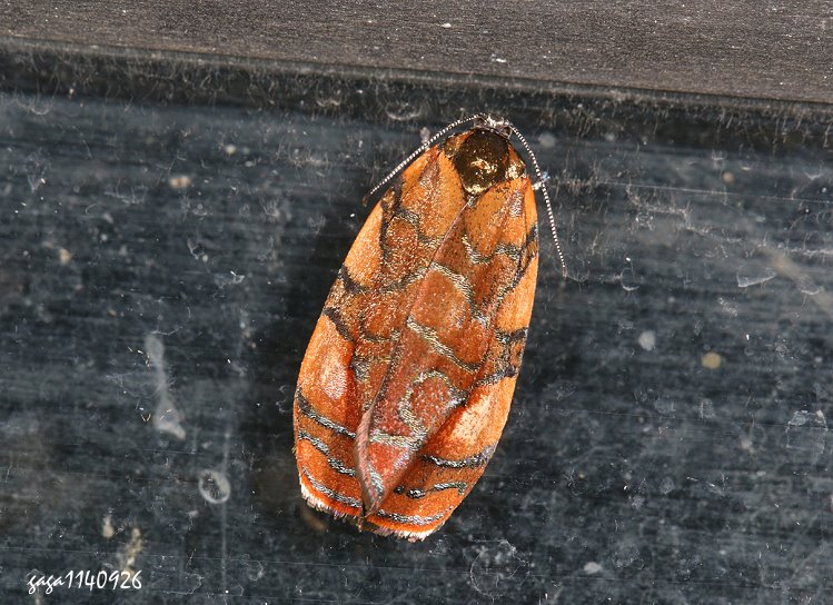 R  Eurydoxa tetrakore 