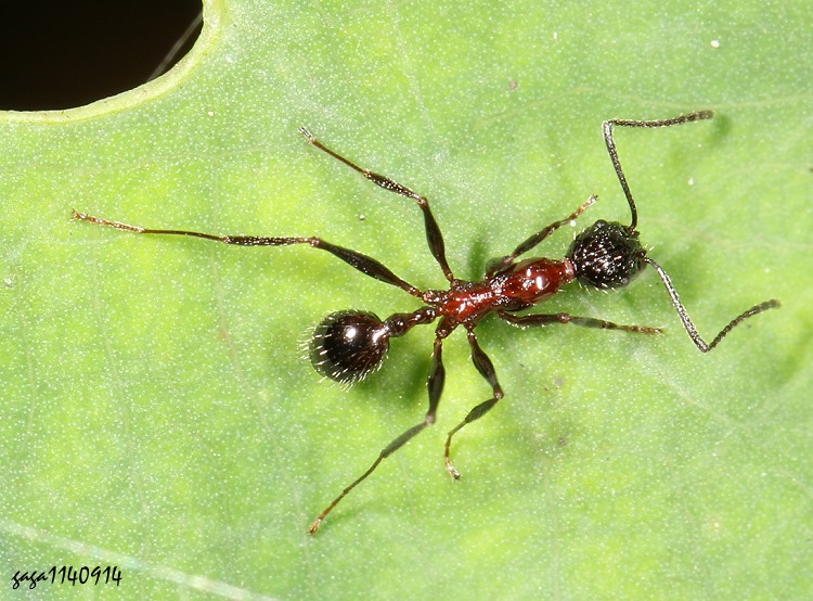 ƪ}a Aphaenogaster lepida