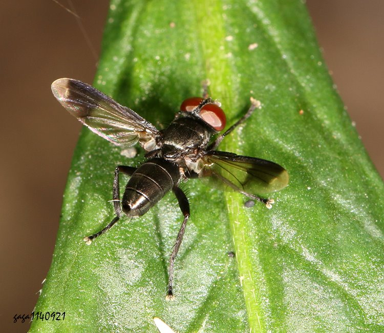 uHǬ Rhinophoridae