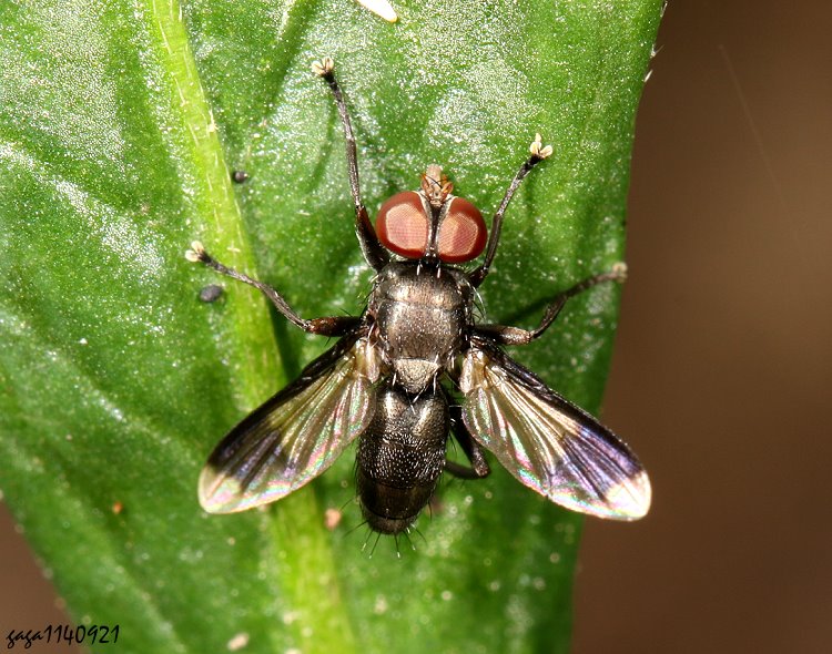 uHǬ Rhinophoridae