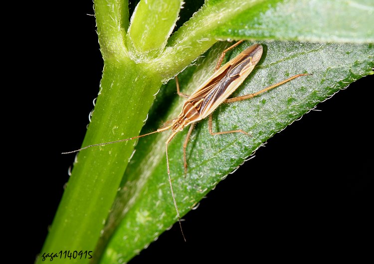 斑紋毛盲椿 Lasiomiris picturatus 