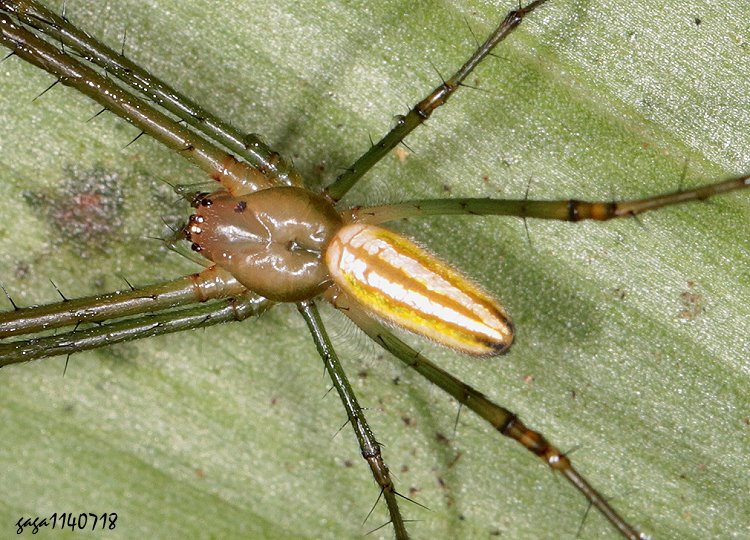  近肩斑銀腹蛛 Leucauge subblanda