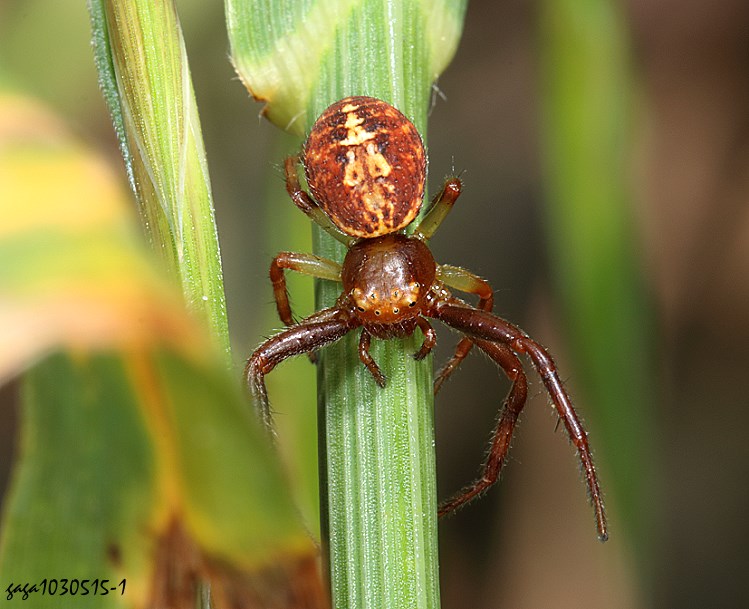 aḭ Synema zonatum