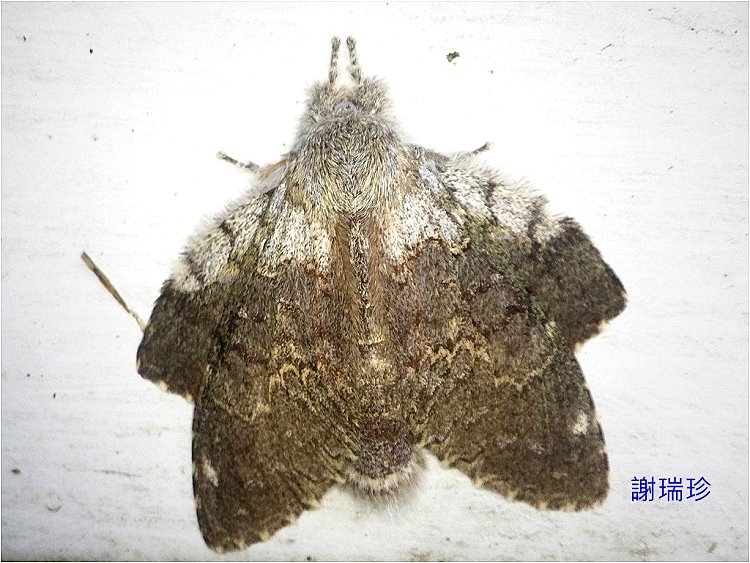 xƦ฿ Stauropus teikichiana teikichiana